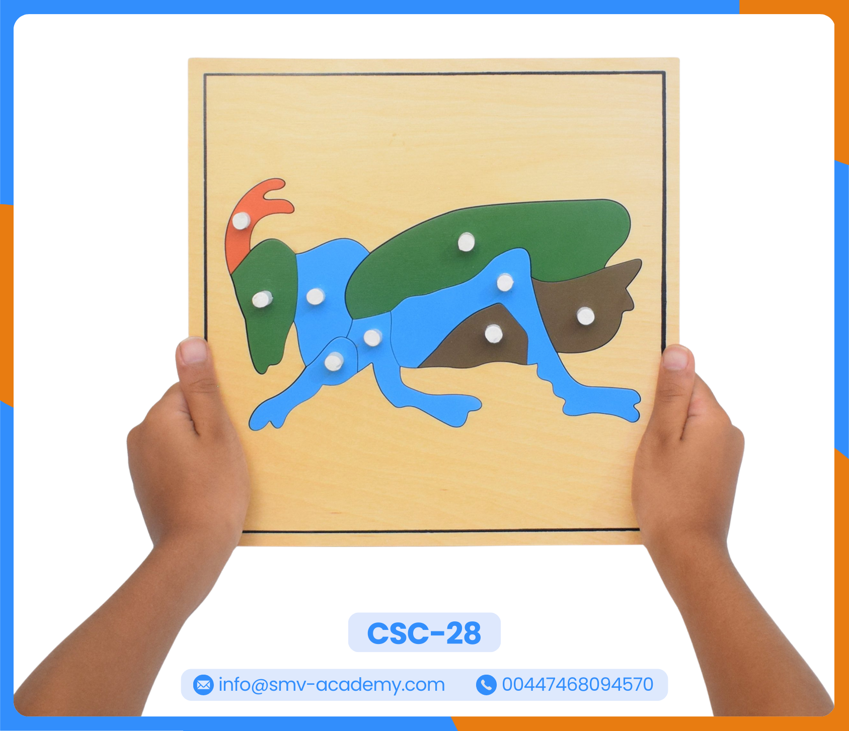 بازل أجزاء الجندب – الجراد